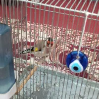 سهره    گل  پهن  اخمو  خوش رخ