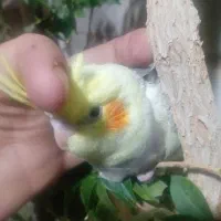 2 تا جوجه دستی چشم شرابی|پرنده|قم, جوی شور|دیوار