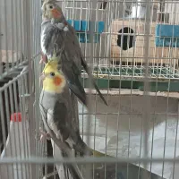 دو عدد عروس هلندی نر و ماده
