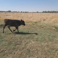 گاوبا گوساله