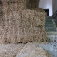 کاه(سراچینا) برای فروش