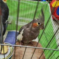 عروس هلندی ماده