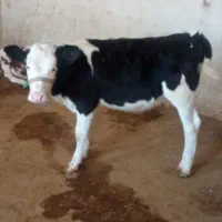 سه راس گوساله سیمینتال اصیل