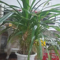 گل نخلی|گل و گیاه طبیعی|سیدآباد, |دیوار