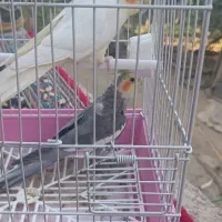 عروس هلندی
