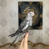 جوجه عروس (بالغ-جفت-ملنگو|پرنده|رشت, یخسازی|دیوار