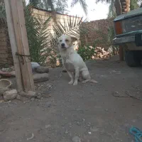 سگ برای مامله