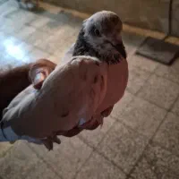 کفتر
