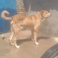 سگ خوشتیپ