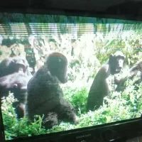 تلویزیون 31|تلویزیون و پروژکتور|گرگان, |دیوار