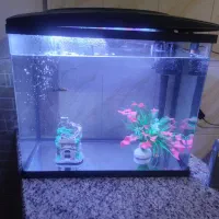 آکواریم ماهی ران ma25