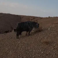 یک عددتکه|حیوانات مزرعه|خوسف, |دیوار