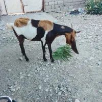 بز آبستن