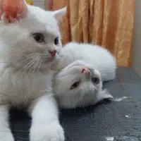 گربه اسکاتیش اصل کشور آلمان نژاد ژرمن پلاست