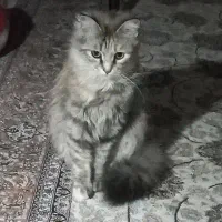 واگذاری گربه نژاد دار