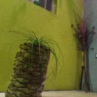ظبط برلیانس نو آکبند