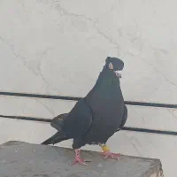 کبوتر زاغ ابادانی|پرنده|کوهدشت, |دیوار