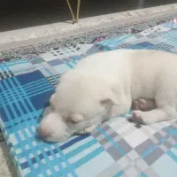 واگذاری توله پاکوتاه نژاد دارمعاوضه باپرنده|سگ|مشهد, کشف|دیوار