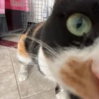 واگذاری گربه ماده|گربه|پردیس, فاز ۲|دیوار