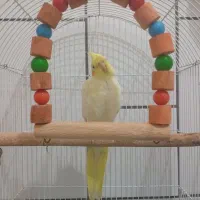 فروش عروس هلندی فوری