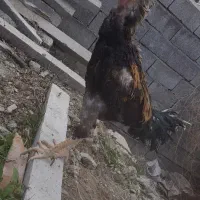 خرو. س مرغ لاری