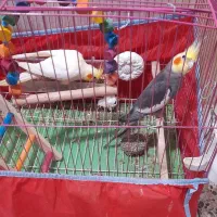 جفت عروس هلندی