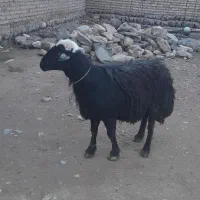 گوچ|حیوانات مزرعه|سراب, |دیوار