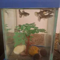 ماهی کوپی و شیشه اکواریوم کوچیک