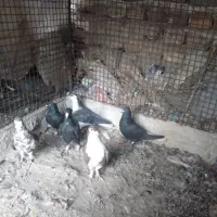 کبوتر نر رنگی