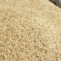 جو دیم تمیز و چاق