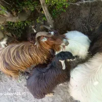 فروش بز محلی|حیوانات مزرعه|توتکابن, |دیوار