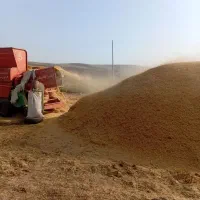 کاه گندم|عمدهفروشی|قشلاق دشت, |دیوار