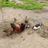 فروش مرغ و خروس و اردک