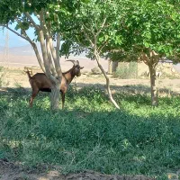 نر بز