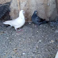 کفتر|پرنده|مود, |دیوار