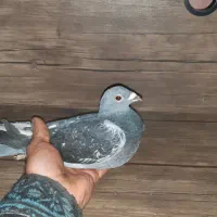 کفتر.پلاکی‌‌