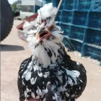 تخم گلین کلکسیونی