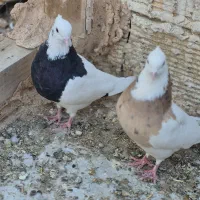 کبوتر طوقی و دم پاک سفید|پرنده|شاهین‌شهر, حافظ جنوبی|دیوار