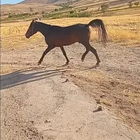 اسب نریان کرد