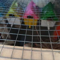 عروس هلندی وفنچ|پرنده|بندرلنگه, |دیوار