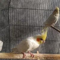 جفت عروس