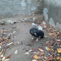 سک گرگی پاکوتاه