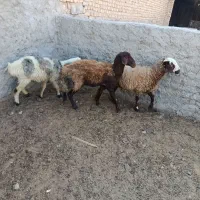 شیشک بره ماده میش