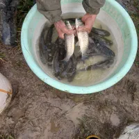 فروش بچه ماهی