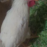 خروس