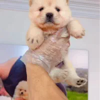 چاووچاوو اصیل دختر همراه با شماسنامه