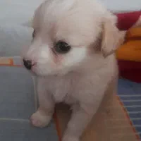 واگذاری توله سگ پامر اسپیز