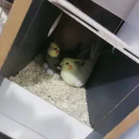 عروس هلندی مولد|پرنده|ورامین, شهرک مدرس|دیوار