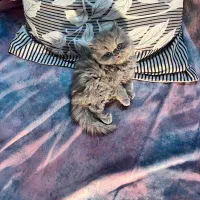 واگذاری گربه|گربه|اصفهان, باغ زرشک|دیوار