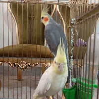 یک جفت عروس هلندی تخم گذار|پرنده|شاهدشهر, |دیوار